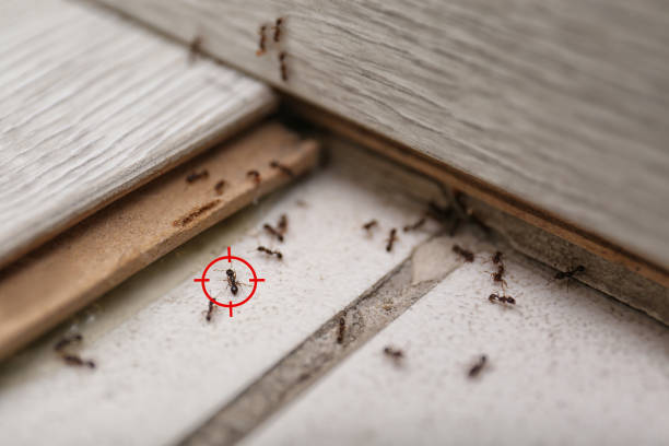 Best Emergency Pest Control  in Rankin, TX