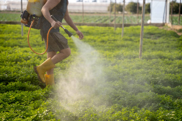 Best Ant Control Services  in Rankin, TX