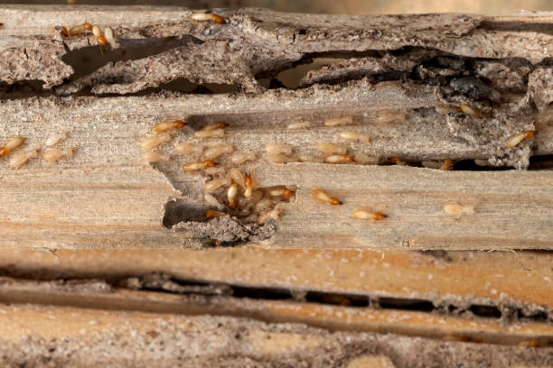 Best Exterminator Services  in Rankin, TX